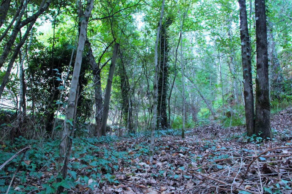 Eco Camping Juncal 호텔 Marco de Canavezes 외부 사진