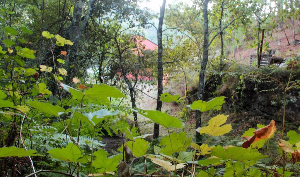 Eco Camping Juncal 호텔 Marco de Canavezes 외부 사진
